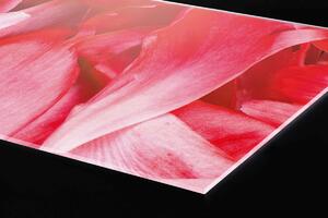 DIMEX | Plexisklo za kuchynskú linku PGT-06040-056 | 60 x 40 cm Červené okvetné lístky