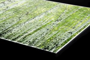 DIMEX | Plexisklo za kuchynskú linku PGT-06040-193 | 60 x 40 cm Jarný brezový háj