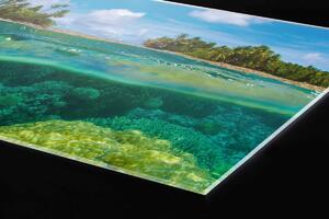 DIMEX | Plexisklo za kuchynskú linku PGT-06040-013 | 60 x 40 cm Koralový útes