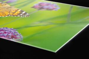 DIMEX | Plexisklo za kuchynskú linku PGT-06040-113 | 60 x 40 cm Motýle