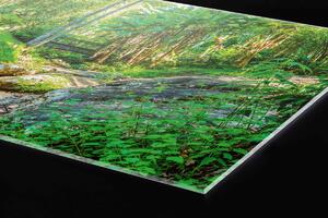 DIMEX | Plexisklo za kuchynskú linku PGT-06060-134 | 60 x 60 cm Botanická záhrada