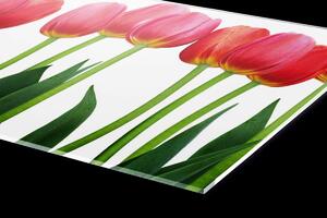 DIMEX | Plexisklo za kuchynskú linku PGT-06040-058 | 60 x 40 cm Tulipány