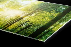 DIMEX | Plexisklo za kuchynskú linku PGT-06040-189 | 60 x 40 cm Svieži zelený les
