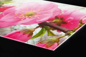 DIMEX | Plexisklo za kuchynskú linku PGT-06040-053 | 60 x 40 cm Sakura