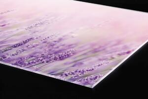 DIMEX | Plexisklo za kuchynskú linku PGT-06040-124 | 60 x 40 cm Levanduľa