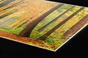 DIMEX | Plexisklo za kuchynskú linku PGT-06040-045 | 60 x 40 cm Jesenný les