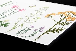 DIMEX | Plexisklo za kuchynskú linku PGT-06040-219 | 60 x 40 cm Kresba z herbára