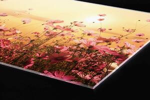 DIMEX | Plexisklo za kuchynskú linku PGT-06040-130 | 60 x 40 cm Kvetinové pole
