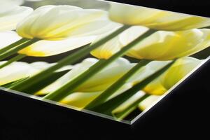DIMEX | Plexisklo za kuchynskú linku PGT-06040-009 | 60 x 40 cm Biele tulipány