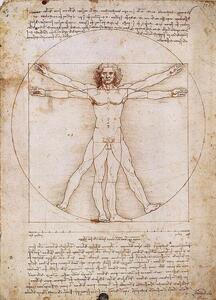 Umelecká tlač Vitruvian Man, Leonardo Da Vinci, (50 x 70 cm)