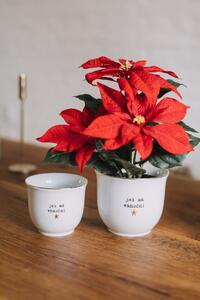 Porcelánový obal na kvetináč Jsi má vánoční hvězda 10 cm – CZ