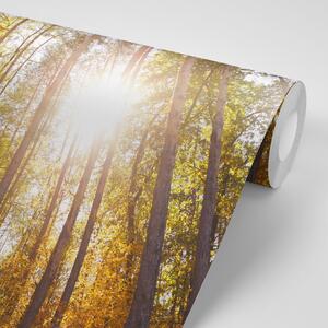 Fototapeta les v jesenných farbách