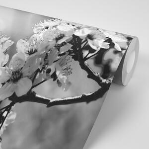Samolepiaca fototapeta čiernobiely čerešňový kvet