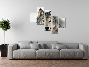 Gario 5 dielny obraz na plátne Šedivý vlk Veľkosť: 100 x 75 cm