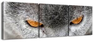 Obraz na plátne Kocúr, Jenny Downing - 3 dielny Rozmery: 90 x 30 cm