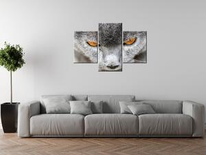 Obraz na plátne Kocúr, Jenny Downing - 3 dielny Rozmery: 90 x 30 cm