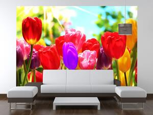 Gario Fototapeta Nádherné farebné tulipány Veľkosť: 200 x 135 cm, Materiál: Latexová