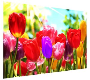 Gario Fototapeta Nádherné farebné tulipány Veľkosť: 200 x 135 cm, Materiál: Latexová