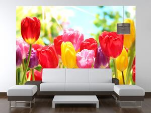 Gario Fototapeta Žltý tulipán Veľkosť: 200 x 135 cm, Materiál: Latexová
