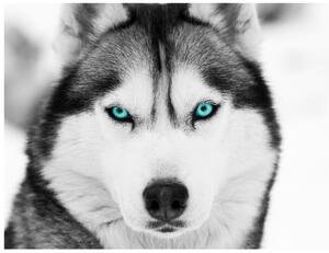 Fototapeta Husky a hlboký psí pohľad Materiál: Samolepiaca, Rozmery: 200 x 135 cm