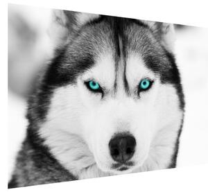 Fototapeta Husky a hlboký psí pohľad Materiál: Samolepiaca, Rozmery: 200 x 135 cm