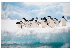 Gario Fototapeta Skupina tučniakov Veľkosť: 200 x 135 cm, Materiál: Latexová