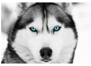 Fototapeta Husky a hlboký psí pohľad Materiál: Samolepiaca, Rozmery: 200 x 150 cm