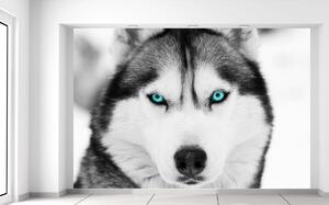 Gario Fototapeta Husky a hlboký psí pohľad Veľkosť: 200 x 135 cm, Materiál: Latexová