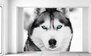 Gario Fototapeta Husky a hlboký psí pohľad Materiál: Samolepiaca, Veľkosť: 200 x 150 cm