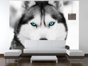 Gario Fototapeta Husky a hlboký psí pohľad Veľkosť: 200 x 135 cm, Materiál: Latexová