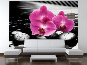 Gario Fototapeta Krásna orchidea medzi kameňmi Veľkosť: 268 x 240 cm, Materiál: Latexová