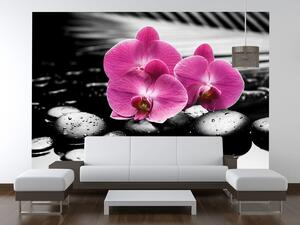 Gario Fototapeta Krásna orchidea medzi kameňmi Veľkosť: 268 x 240 cm, Materiál: Latexová