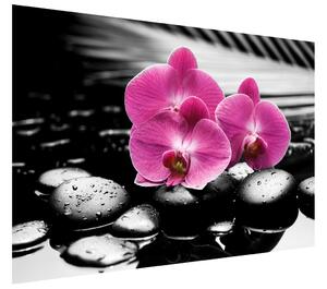 Gario Fototapeta Krásna orchidea medzi kameňmi Veľkosť: 200 x 135 cm, Materiál: Latexová