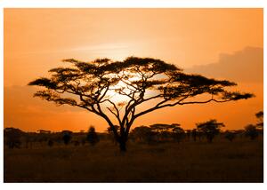 Gario Fototapeta Nádherná africká krajina Veľkosť: 200 x 135 cm, Materiál: Latexová