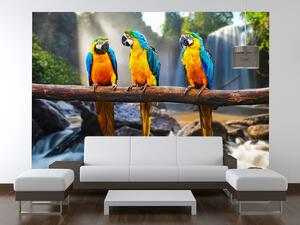 Fototapeta Farebné papagáje Materiál: Samolepiaca, Rozmery: 268 x 100 cm
