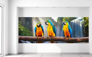 Fototapeta Farebné papagáje Materiál: Samolepiaca, Veľkosť: 268 x 100 cm
