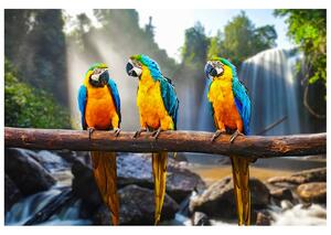 Fototapeta Farebné papagáje Materiál: Samolepiaca, Rozmery: 268 x 100 cm