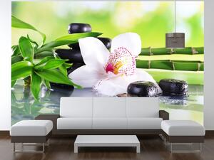 Fototapeta Biela orchidea a kamene Materiál: Vliesová, Rozmery: 402 x 240 cm