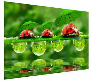 Fototapeta Lienky s dáždnikmi Materiál: Samolepiaca, Veľkosť: 200 x 150 cm