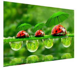 Fototapeta Lienky s dáždnikmi Materiál: Samolepiaca, Veľkosť: 368 x 248 cm