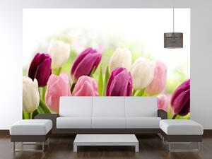 Gario Fototapeta Farebné jemné tulipány Veľkosť: 200 x 135 cm, Materiál: Samolepiaca