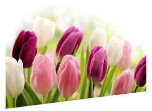 Fototapeta Farebné jemné tulipány Materiál: Samolepiaca, Rozmery: 200 x 135 cm