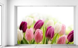 Fototapeta Farebné jemné tulipány Materiál: Samolepiaca, Veľkosť: 200 x 135 cm