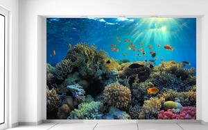 Gario Fototapeta Krásny korálový útes Veľkosť: 200 x 135 cm, Materiál: Latexová