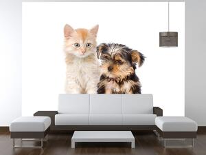 Fototapeta Roztomilý psík a mačička Materiál: Samolepiaca, Veľkosť: 200 x 135 cm