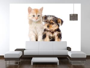 Gario Fototapeta Roztomilý psík a mačička Veľkosť: 200 x 135 cm, Materiál: Latexová