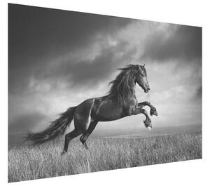 Gario Fototapeta Tajomný čierny kôň Veľkosť: 402 x 240 cm, Materiál: Latexová