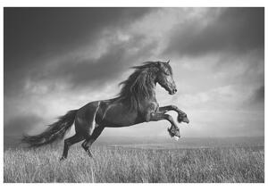 Gario Fototapeta Tajomný čierny kôň Veľkosť: 200 x 135 cm, Materiál: Latexová