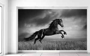 Gario Fototapeta Tajomný čierny kôň Materiál: Samolepiaca, Veľkosť: 402 x 240 cm