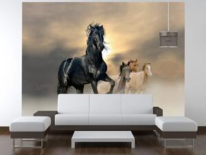 Gario Fototapeta Nádherný čierny kôň Veľkosť: 200 x 135 cm, Materiál: Samolepiaca
